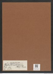 Ditylum intricatum (West) Grun. (de-Toni-Nr.: Genus 165, Species 4282) Zeichnungen Sammlung Grunow Mappe 04256 (Herbarium_W_Grunow_drawings_Folder_04256)